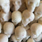 Palo Santo mini skull wax melts witch pagan wicca tart